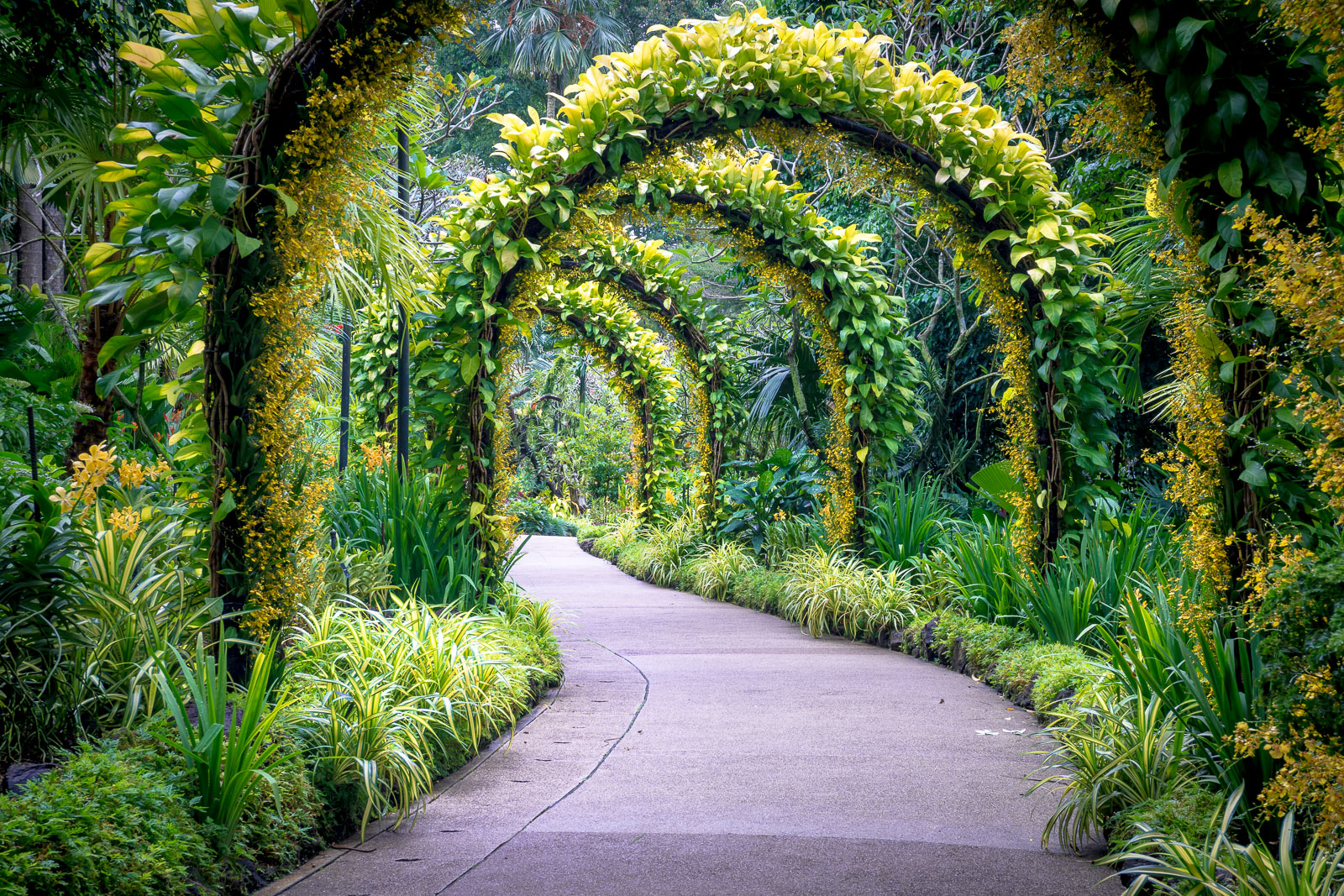 Singapore Botanic Gardens 360 Stories
