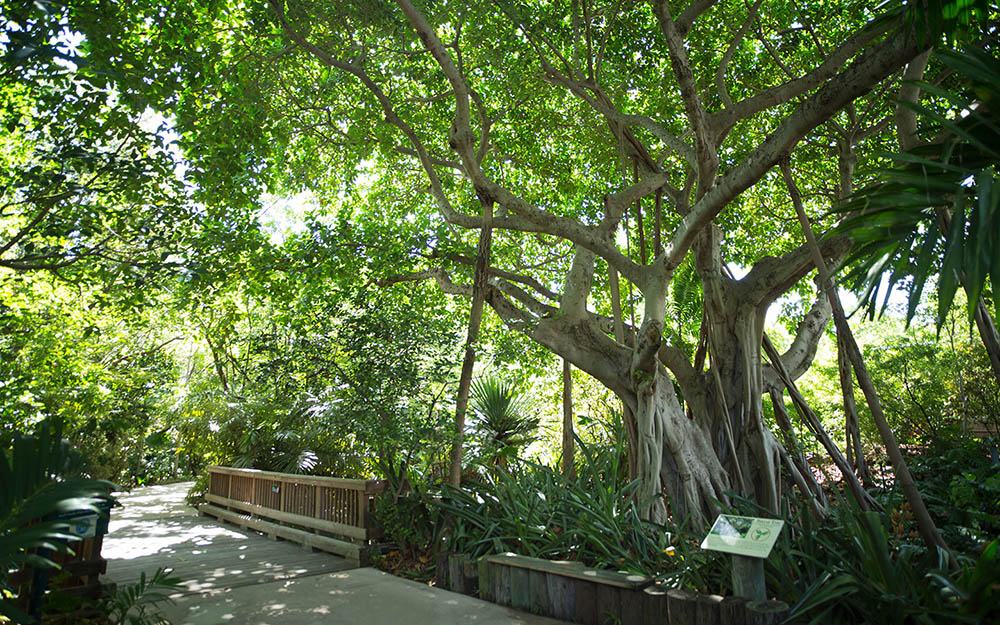 Jungle Island 360 Stories